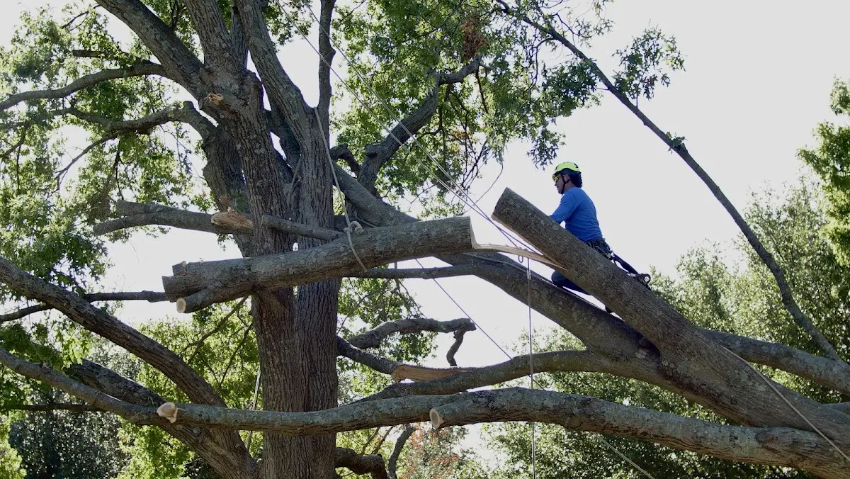 Professional Hazardous Tree Removal performed by certified arborists in Grand River
