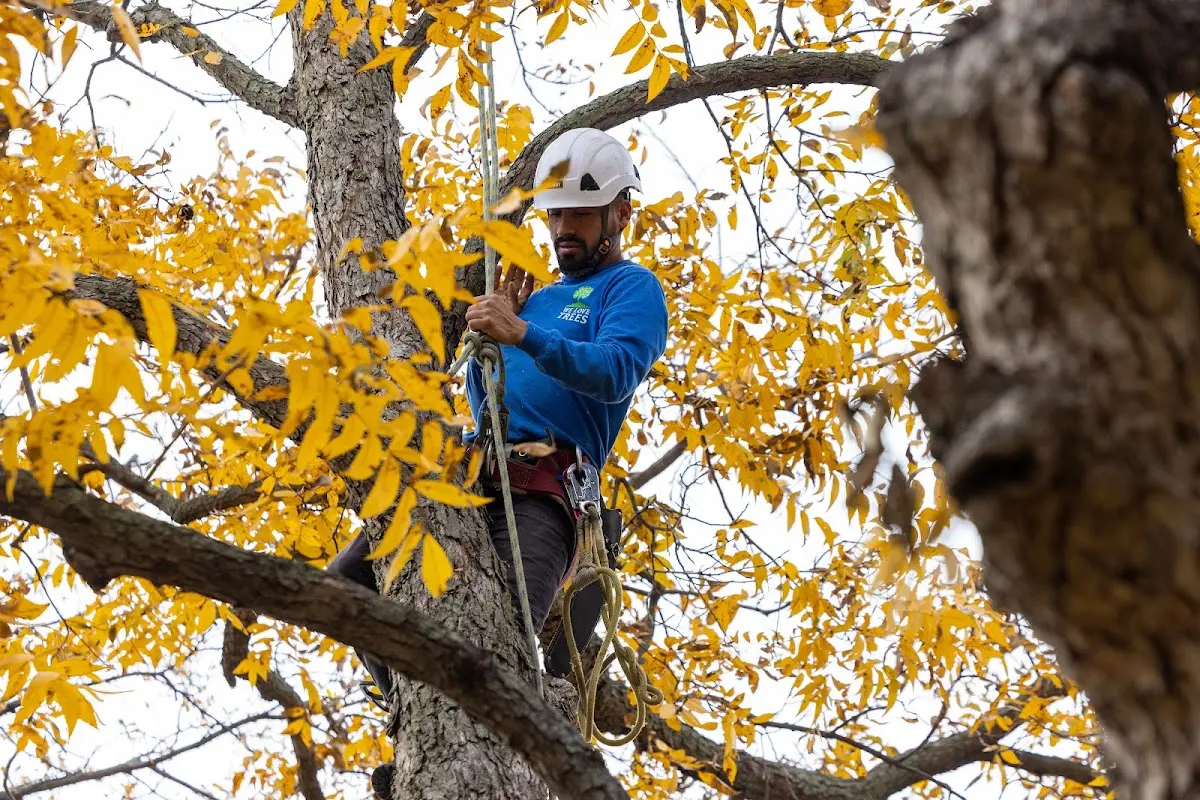 Skilled Tree Pruning crew working in Grand River